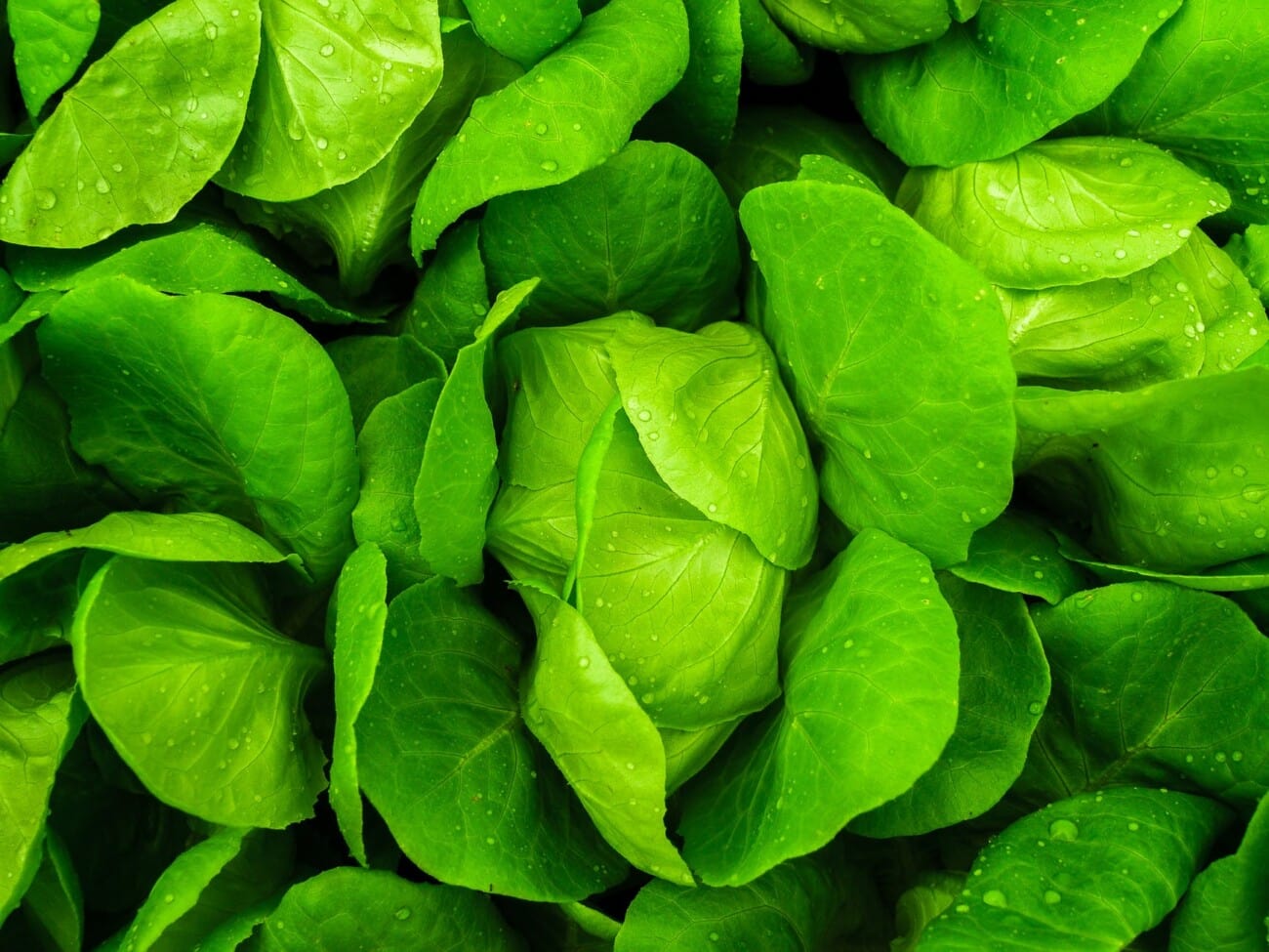 salad vegetable leaves