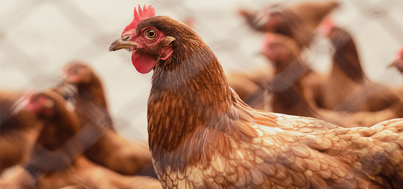 Hens on a poultry farm