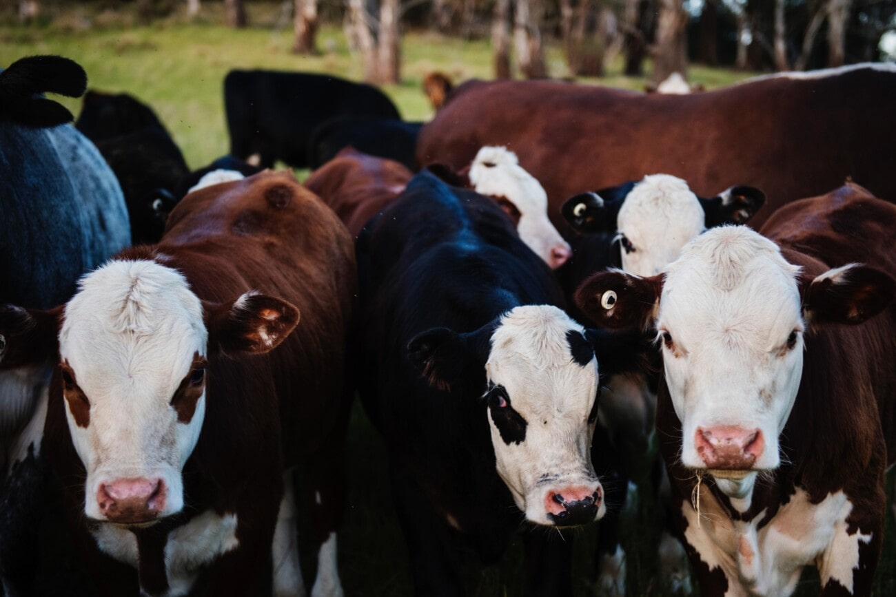 Cattle in field