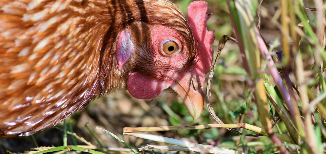 Hen Pecking The Ground