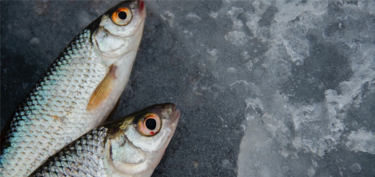 fish on block of ice