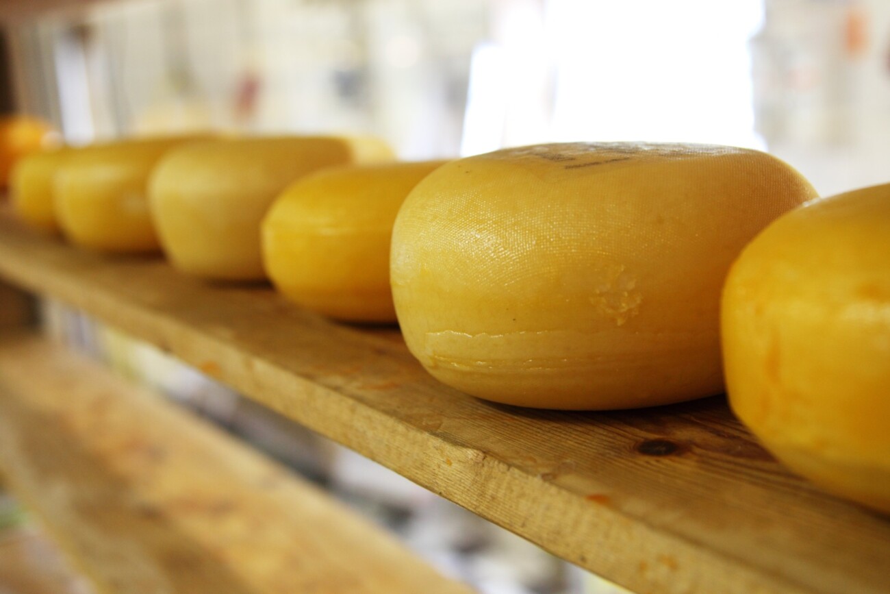 photograph of wheels of cheese in a dairy product producing facility