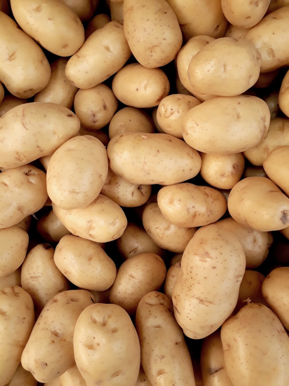 A large collection of potatoes in a processing facility