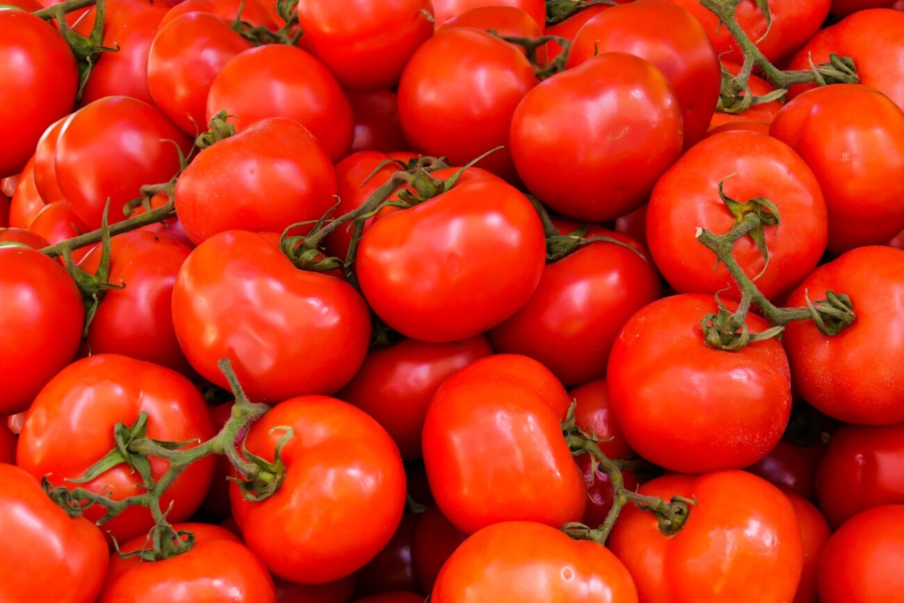 freshly picked tomatoes in a crate